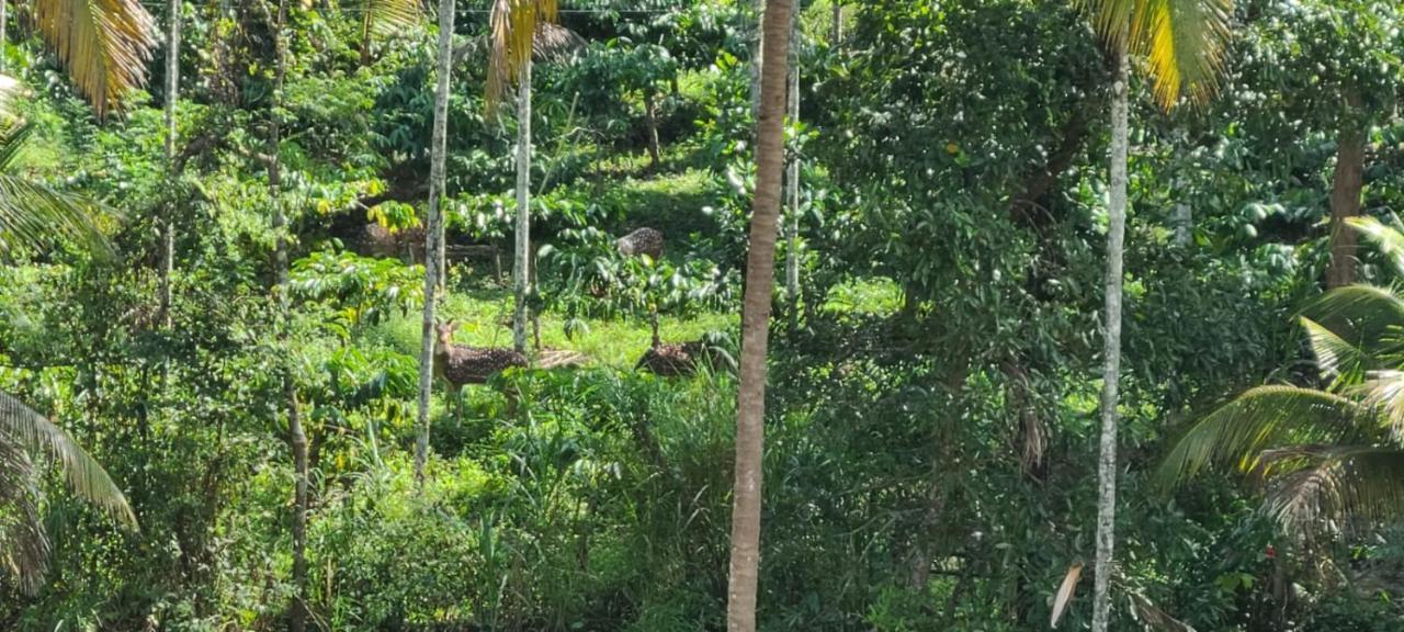 Kalidasa Tree House And Villa, Wayanad Chegat Экстерьер фото