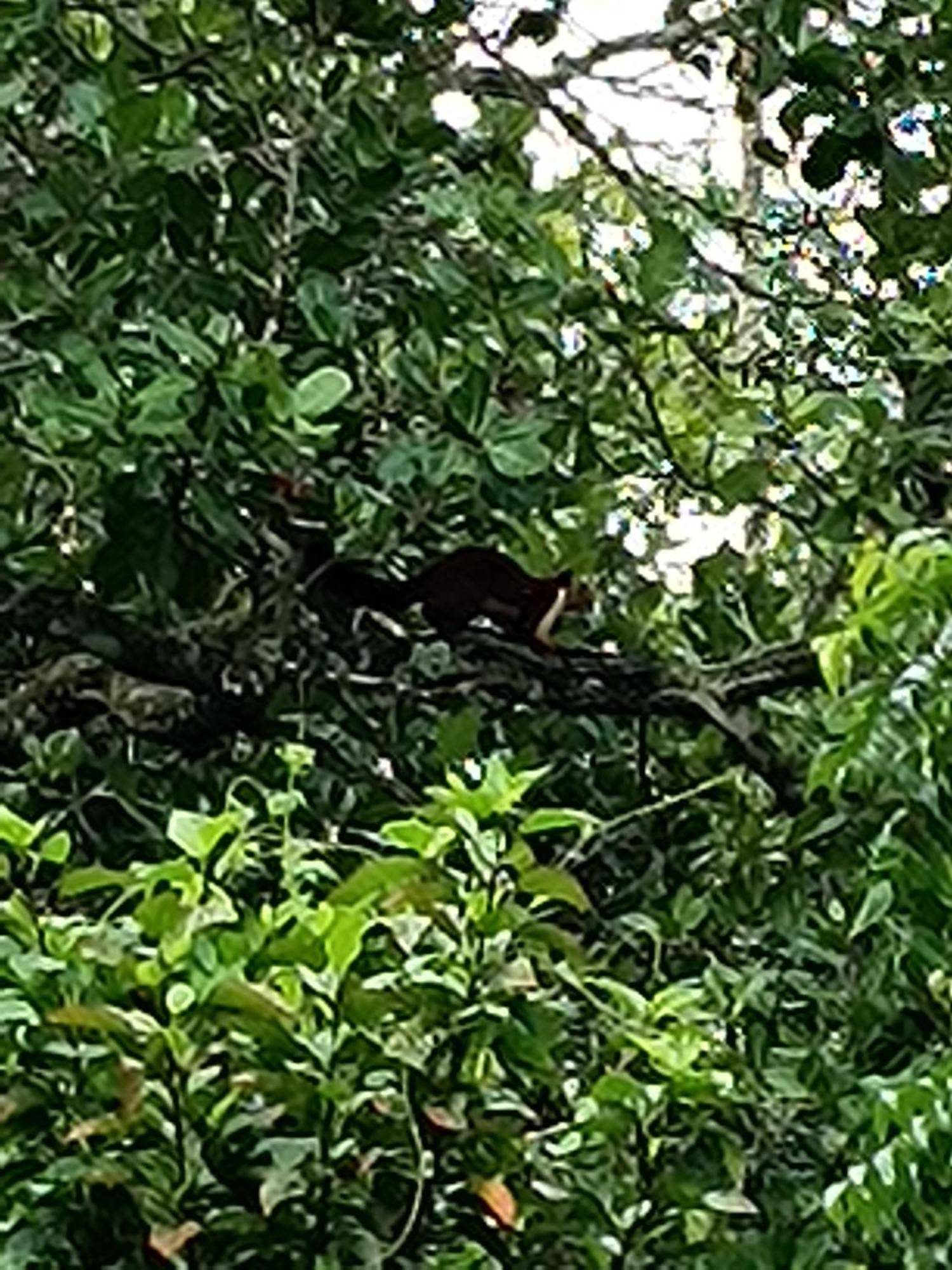Kalidasa Tree House And Villa, Wayanad Chegat Экстерьер фото