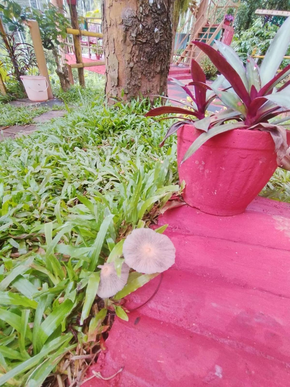 Kalidasa Tree House And Villa, Wayanad Chegat Экстерьер фото