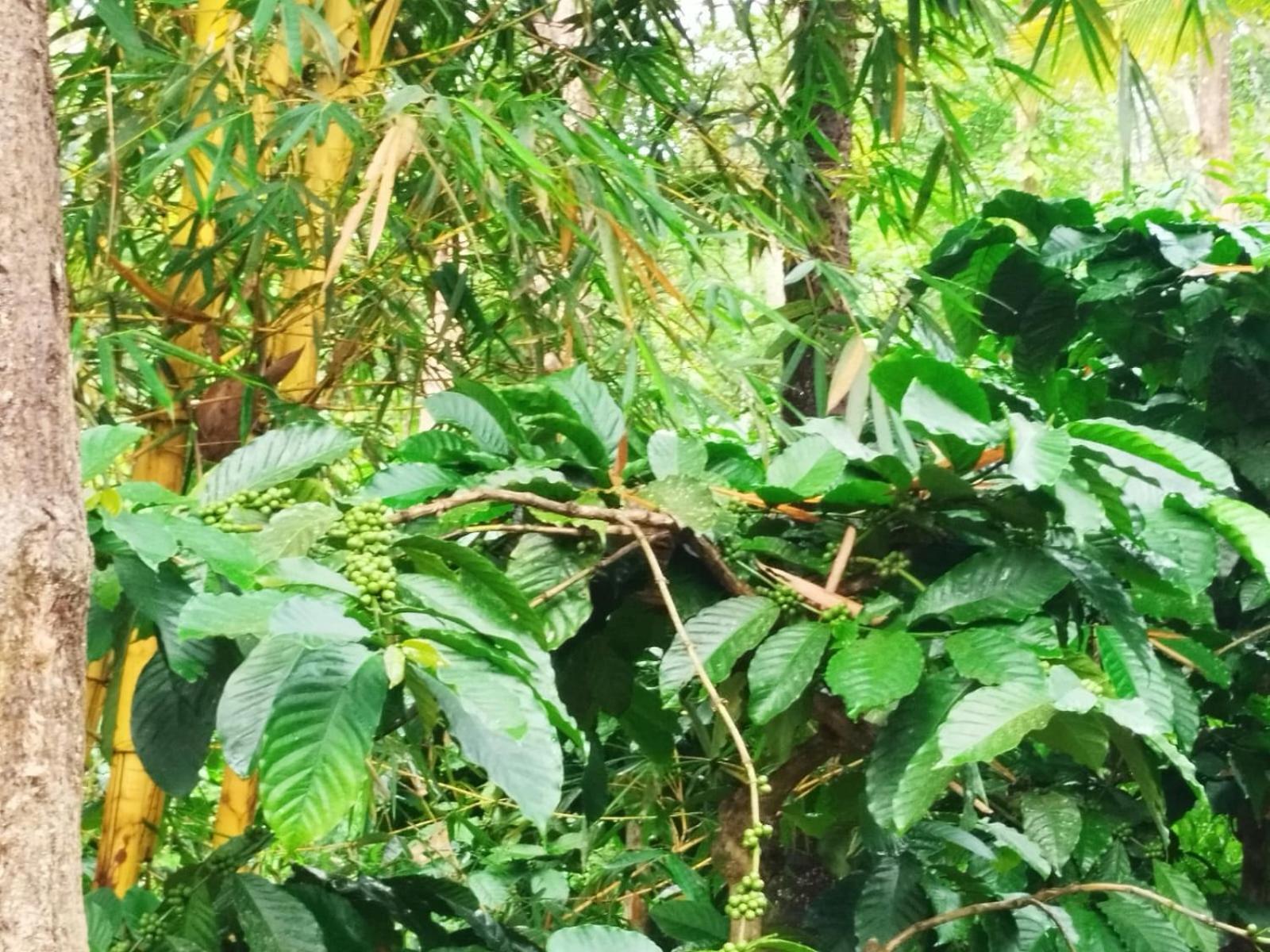 Kalidasa Tree House And Villa, Wayanad Chegat Экстерьер фото